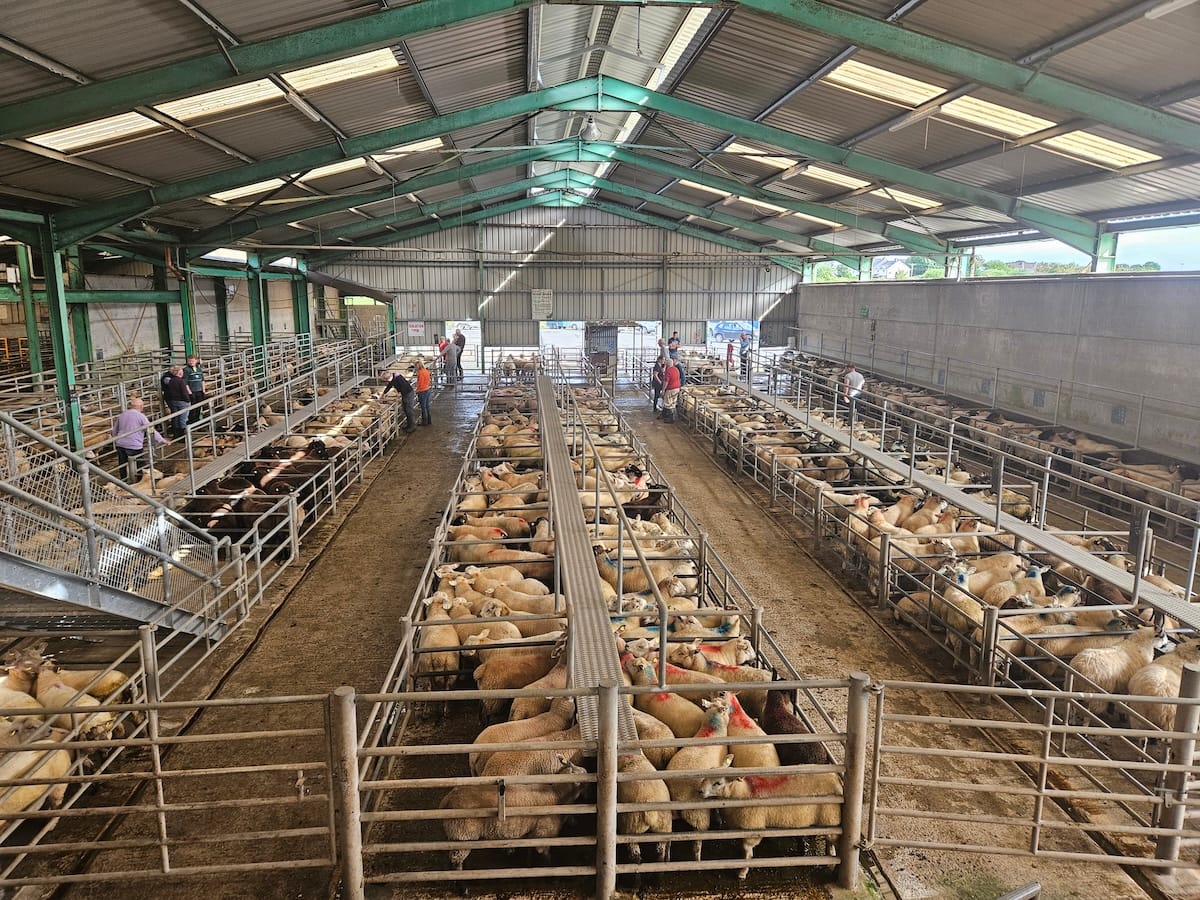 Ennis Mart Sheep